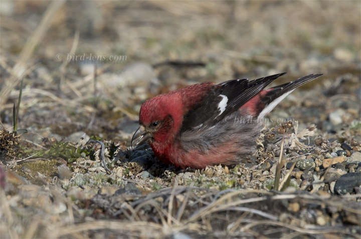 Bindenkreuzschnabel Bindenkreuzschnabel