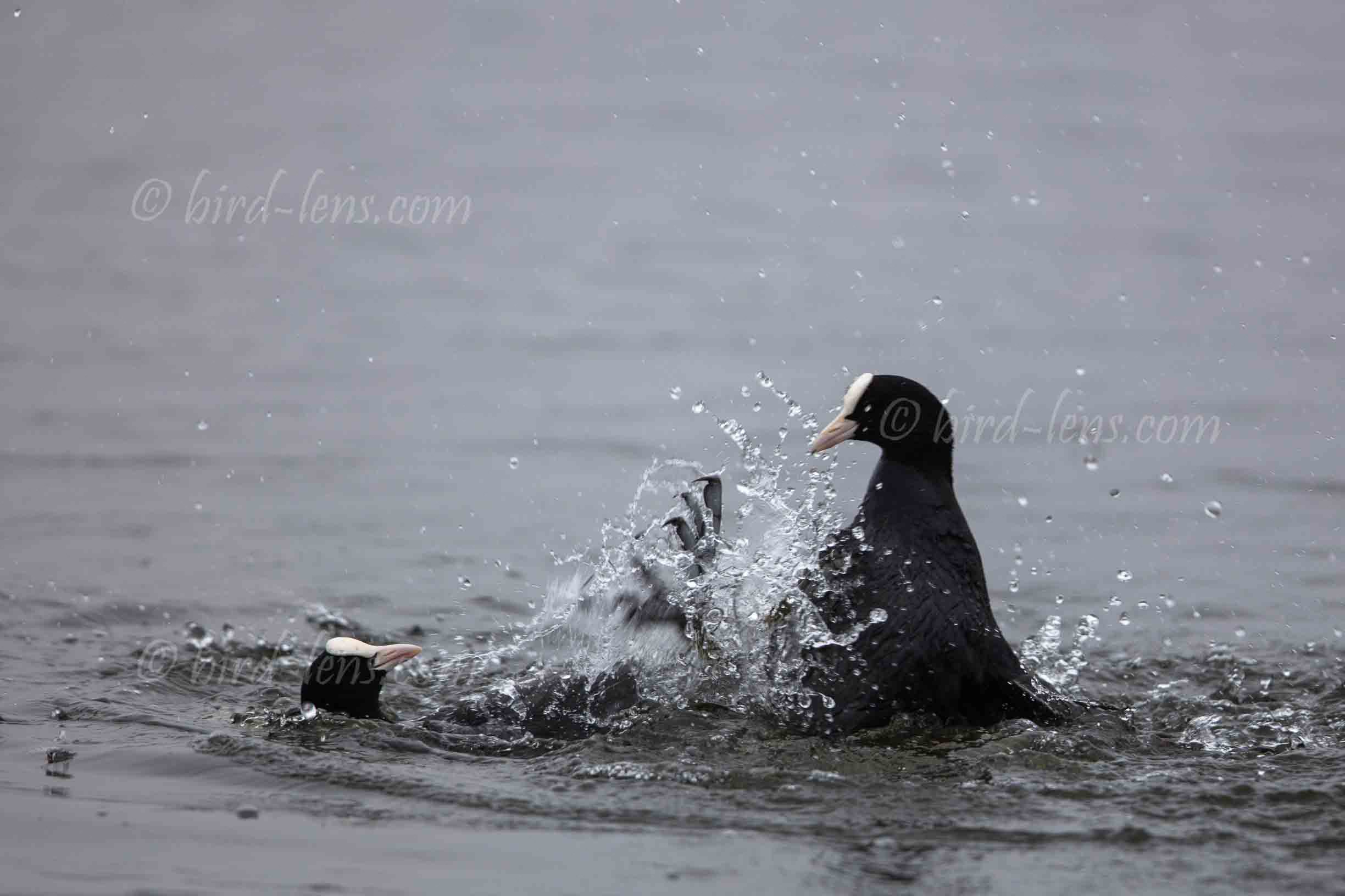 Bläßralle Bläßralle