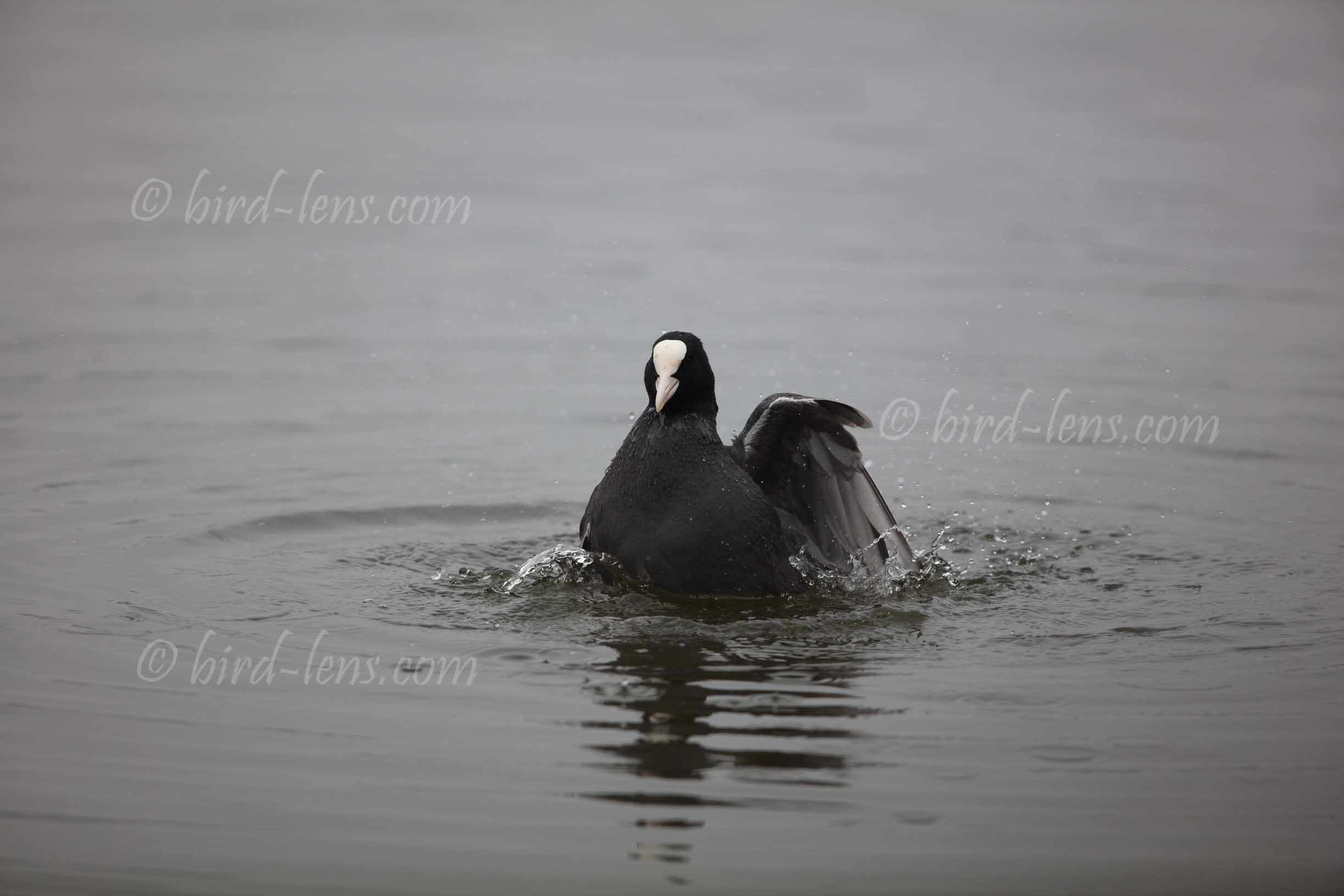 Bläßralle Bläßralle