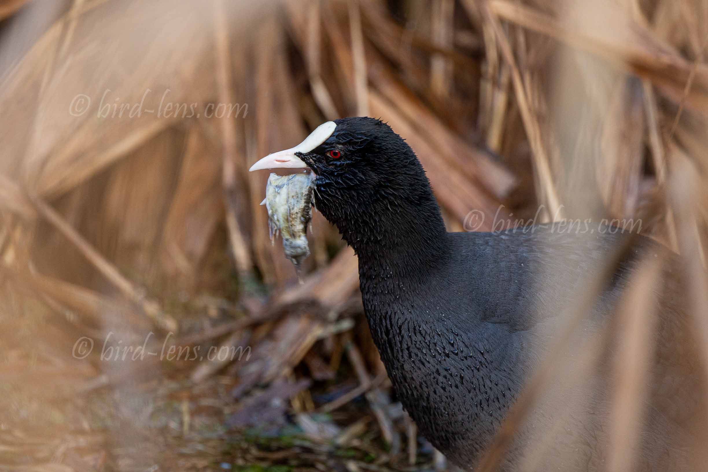 Bläßralle Bläßralle
