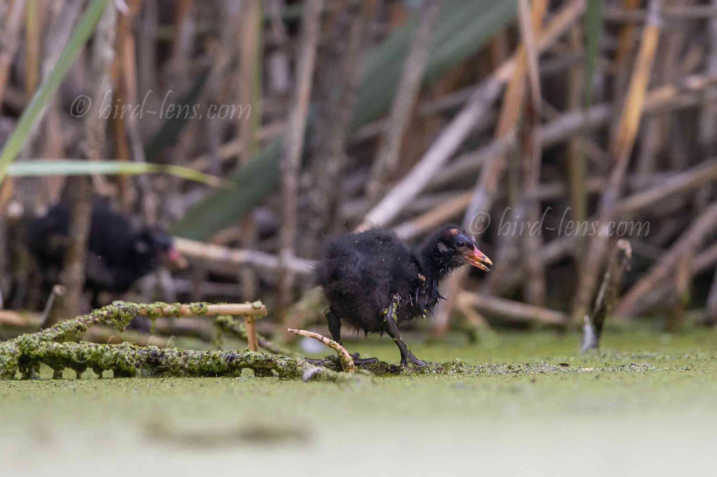 Bläßralle Bläßralle