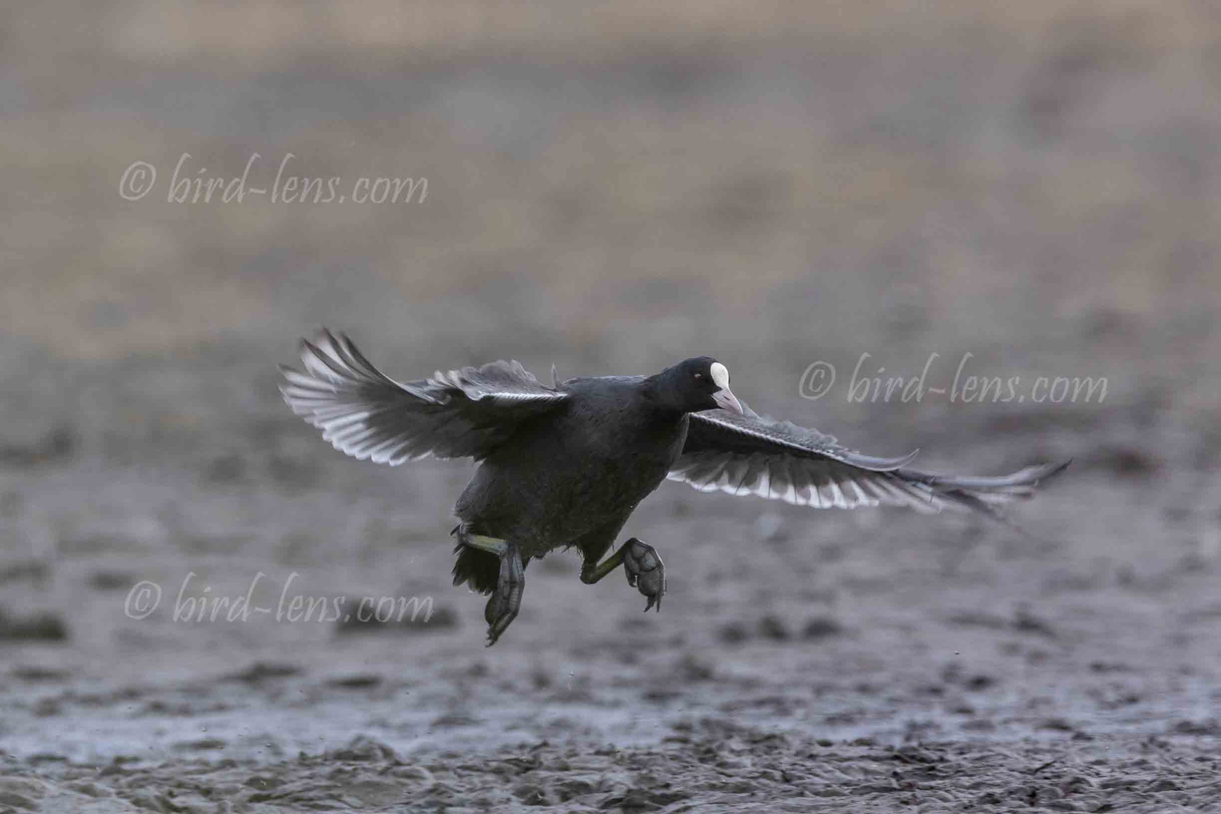 Bläßralle Bläßralle