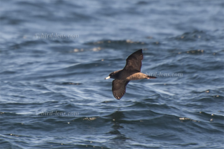 Blaßfuß-Sturmtaucher