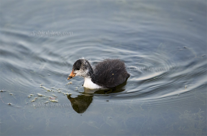 Bläßralle Bläßralle