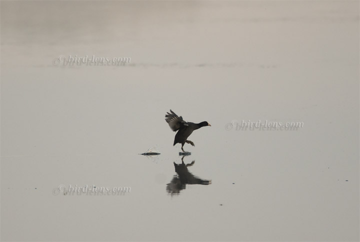 Bläßralle Bläßralle