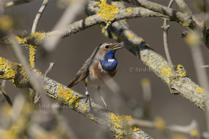 Blaukehlchen Blaukehlchen