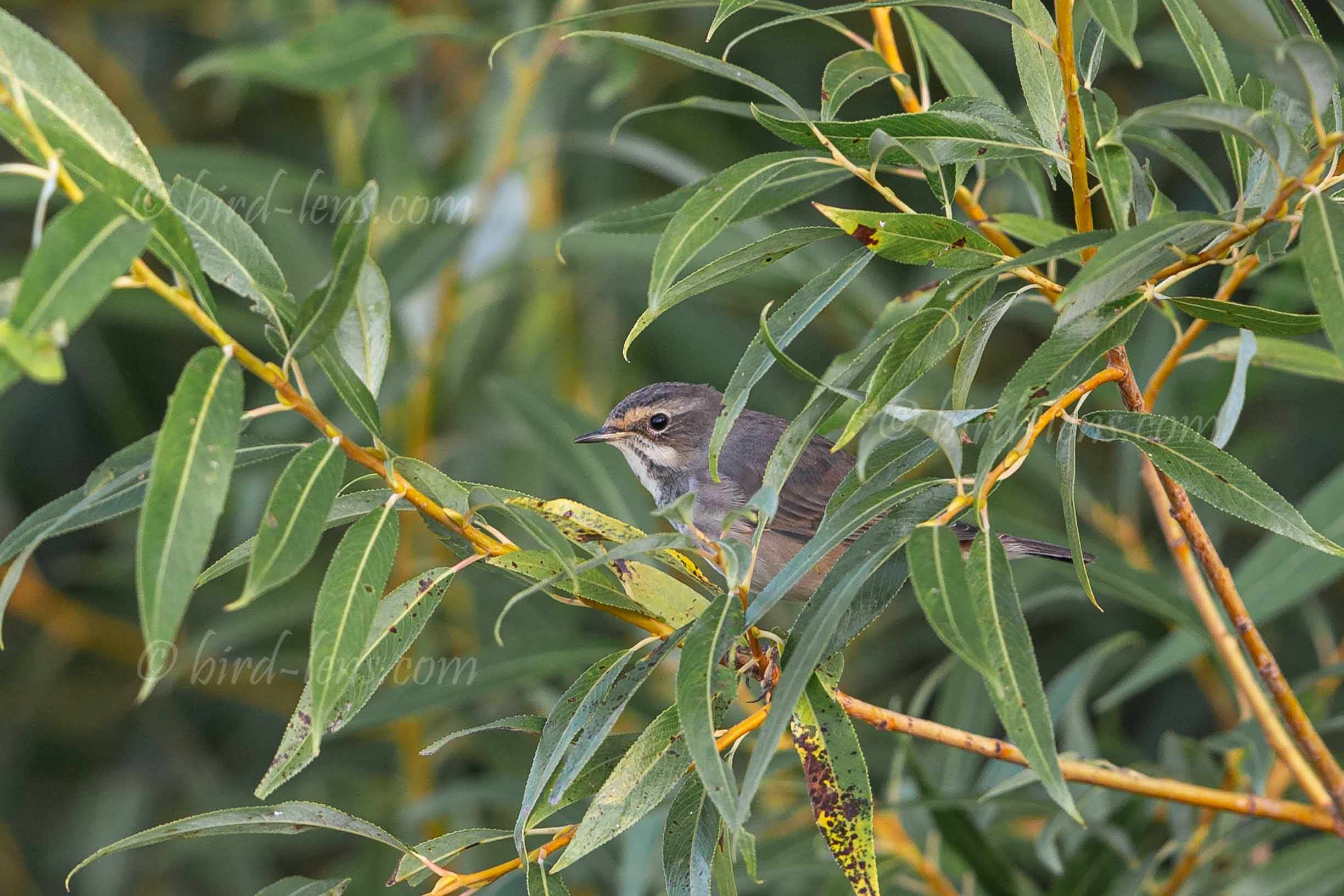 Blaukehlchen Blaukehlchen