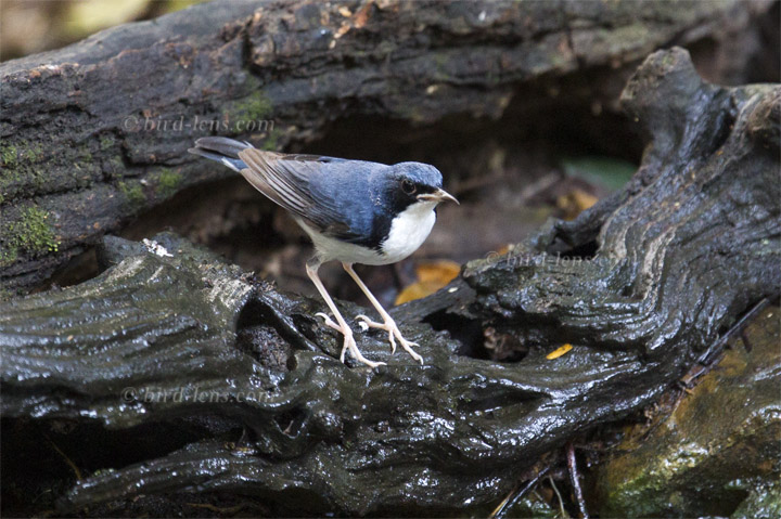 Blaunachtigall Blaunachtigall