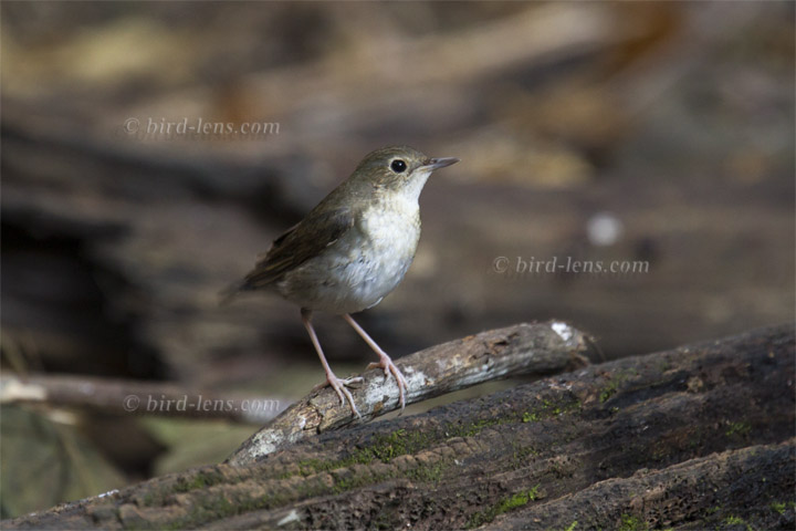 Blaunachtigall Blaunachtigall