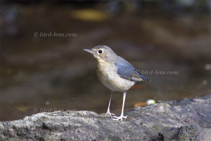 Blaunachtigall Blaunachtigall