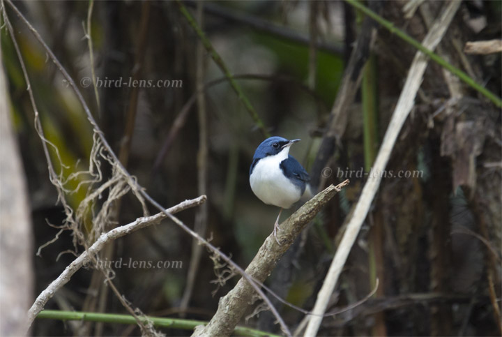 Blaunachtigall Blaunachtigall