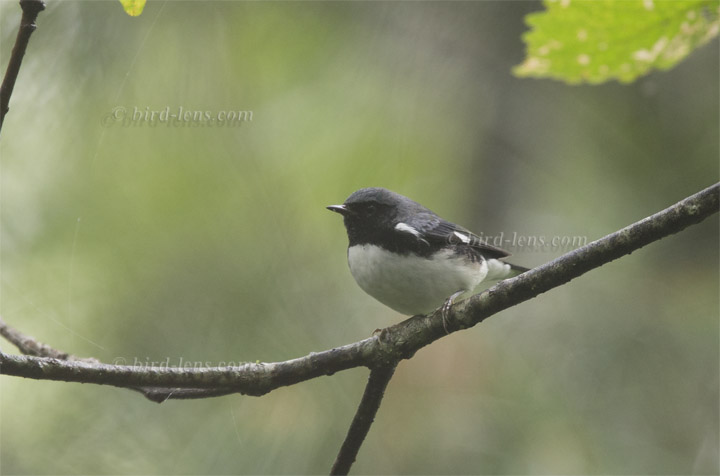 Blaurücken-Waldsänger