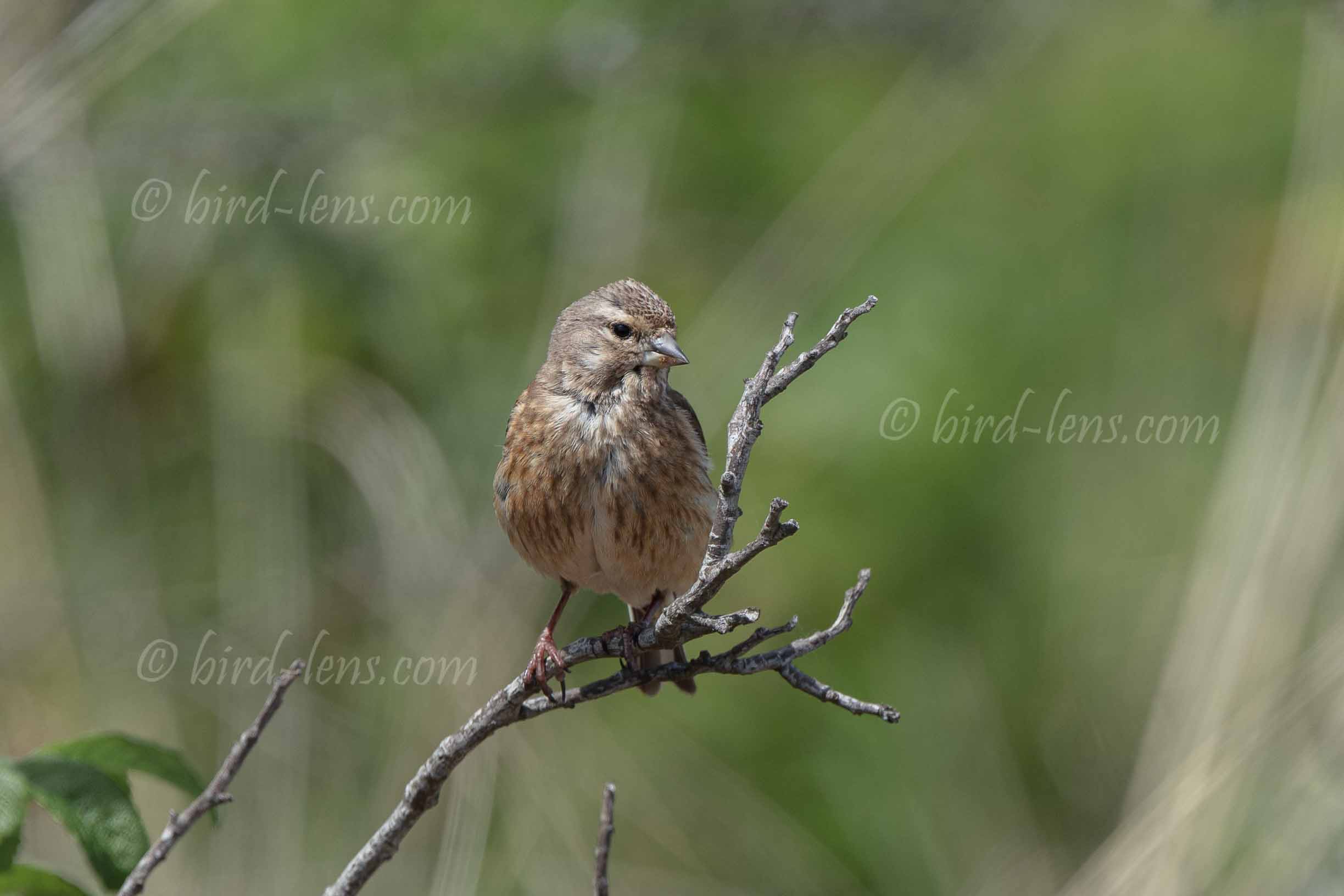 Bluthänfling Bluthänfling