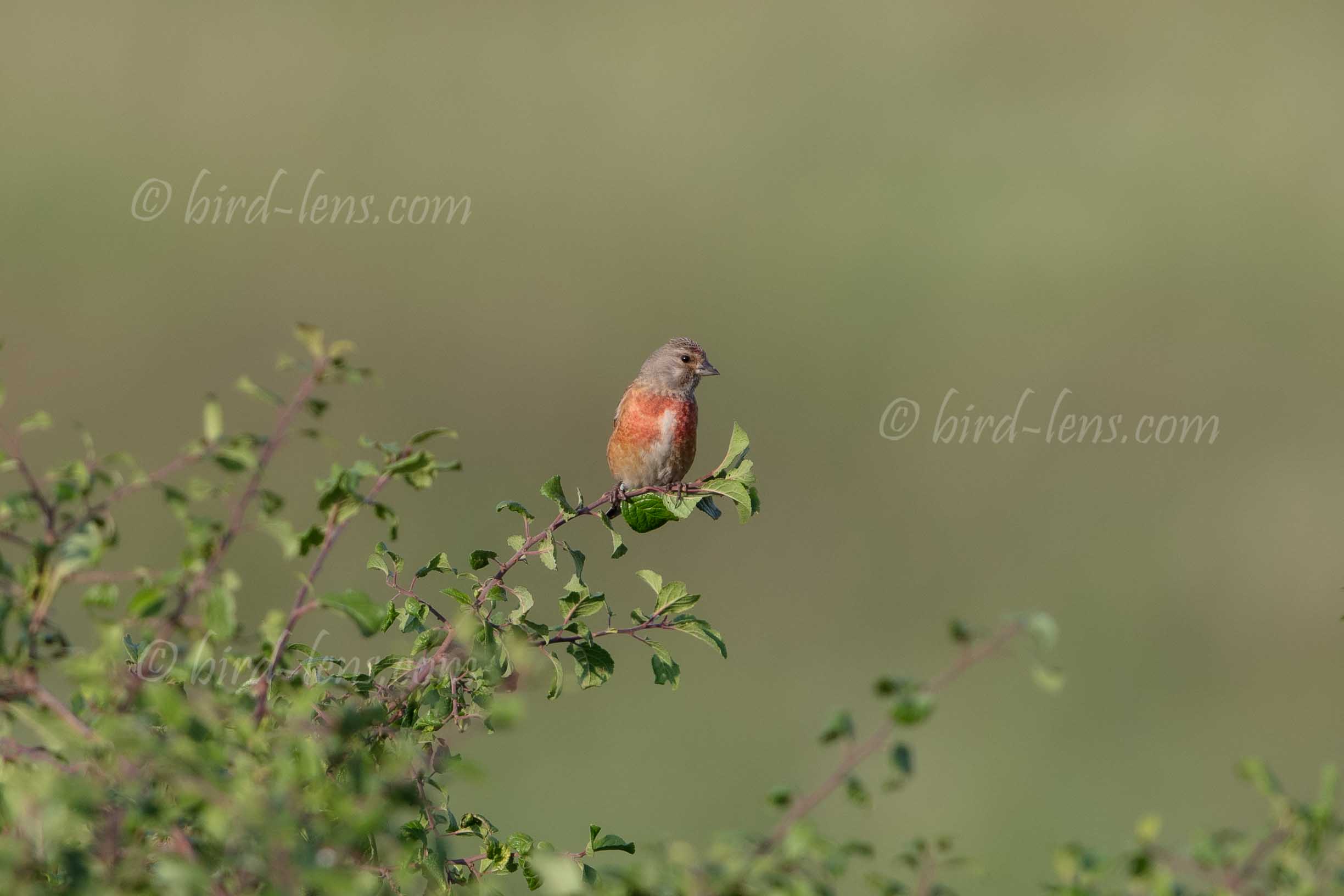 Bluthänfling Bluthänfling