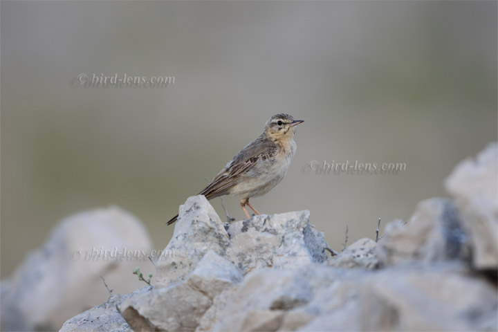 Brachpieper Brachpieper