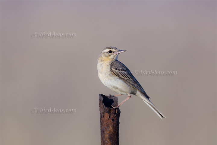 Brachpieper Brachpieper