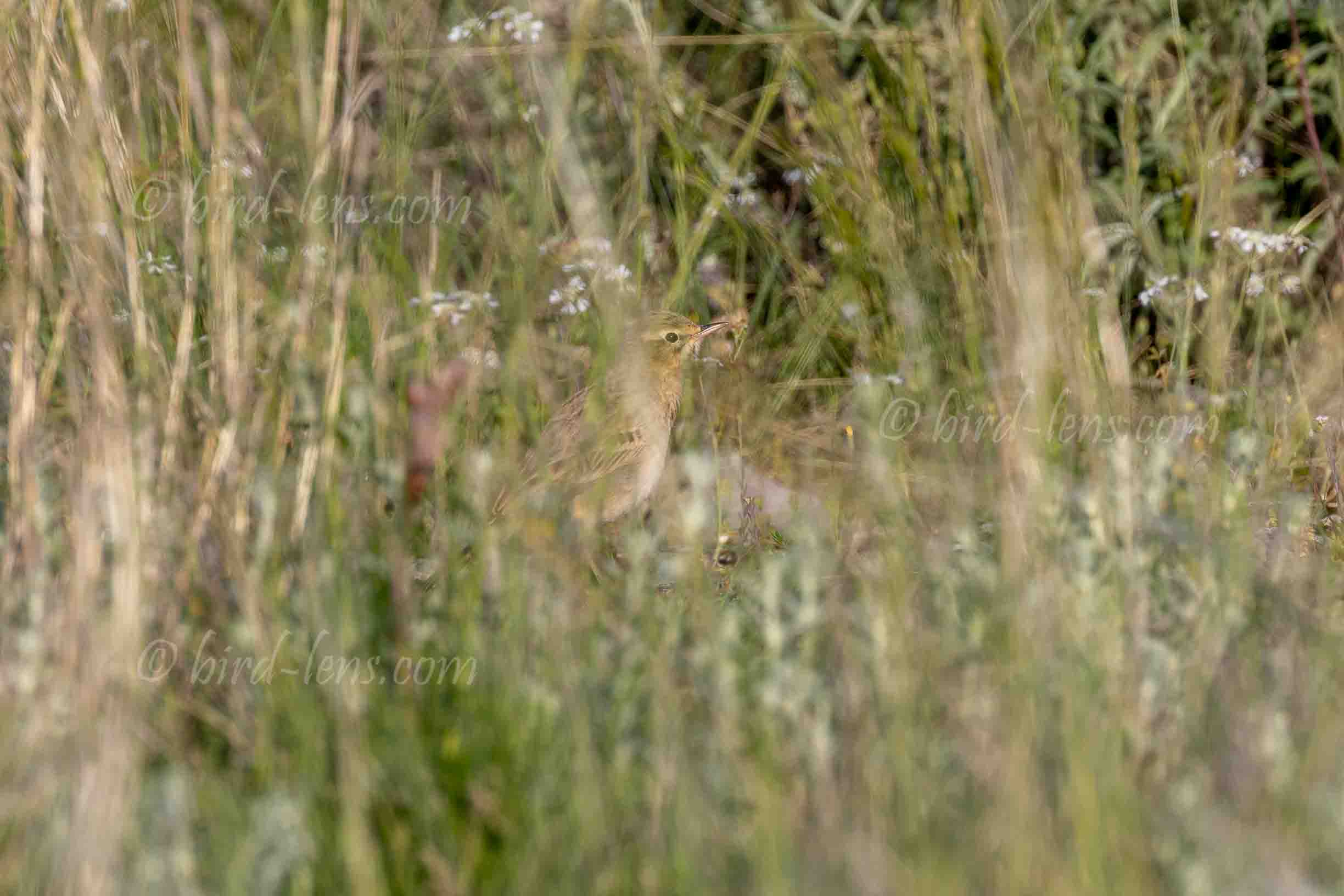 Brachpieper Brachpieper