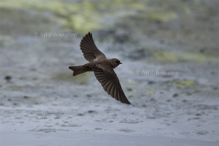 Braunkehl-Uferschwalbe