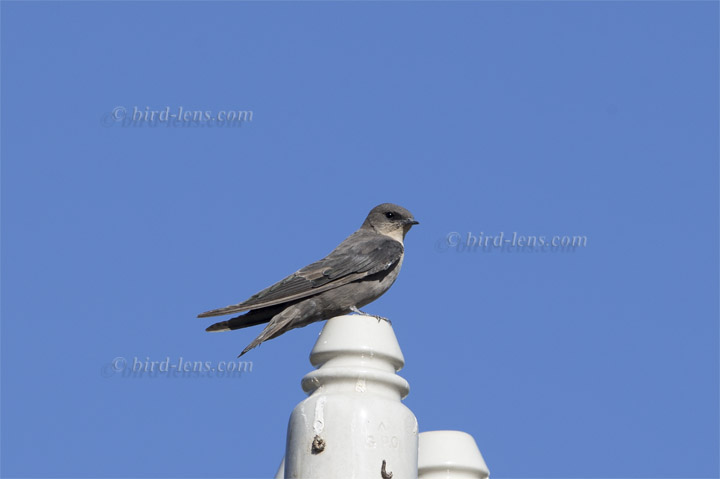 Braunkehl-Uferschwalbe