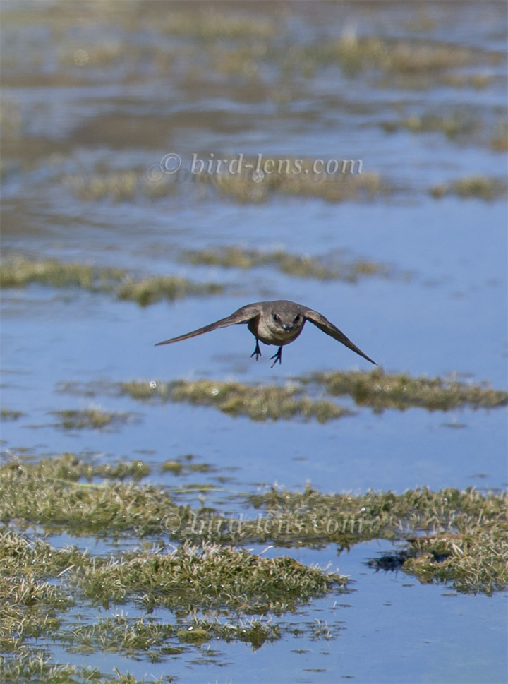 Braunkehl-Uferschwalbe
