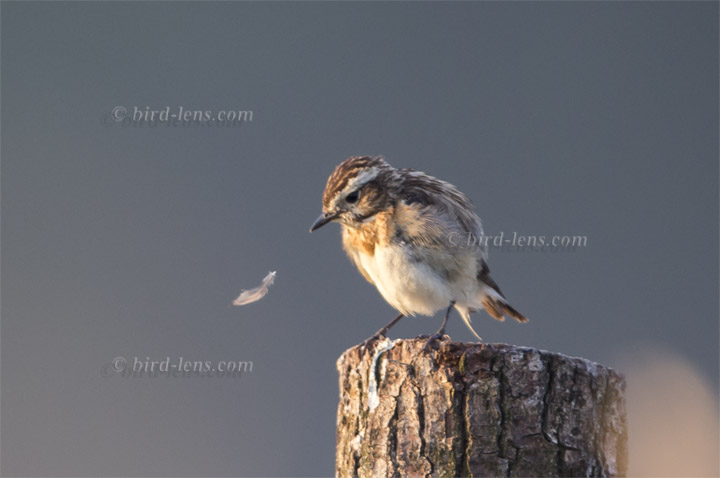 Braunkehlchen Braunkehlchen