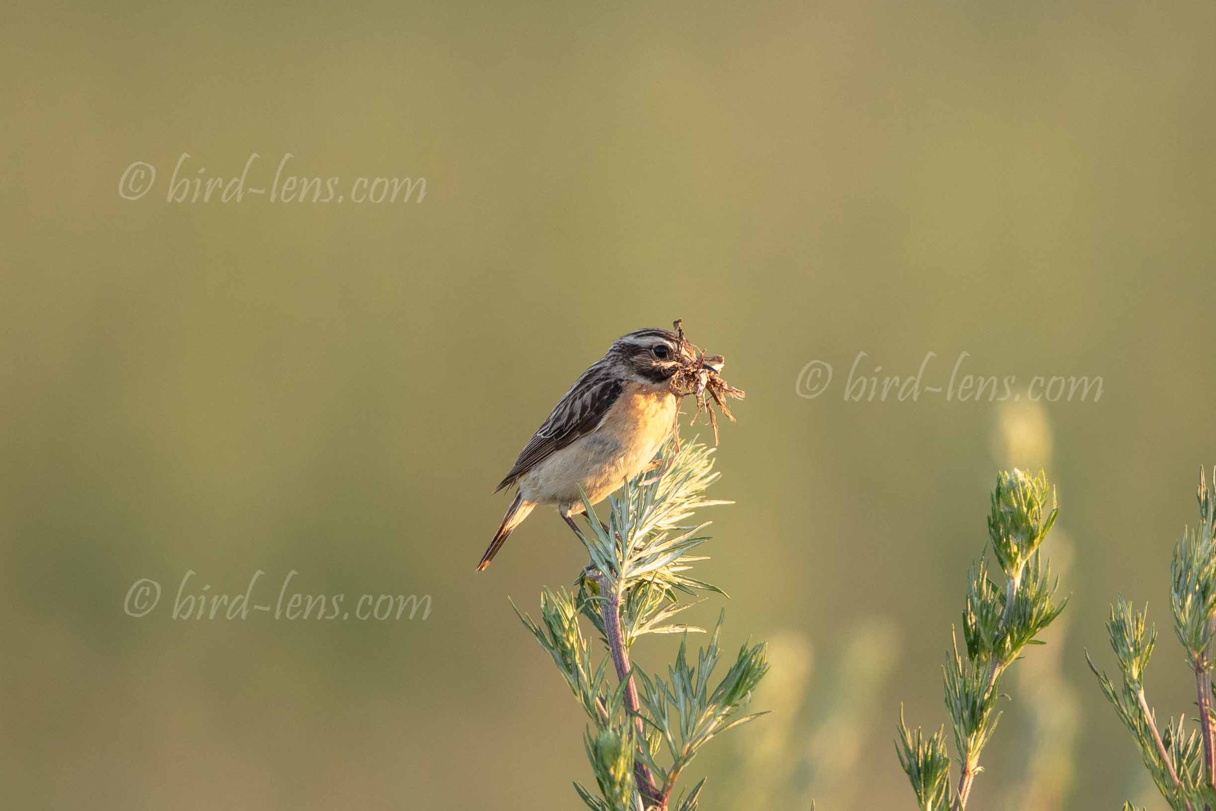 Braunkehlchen Braunkehlchen