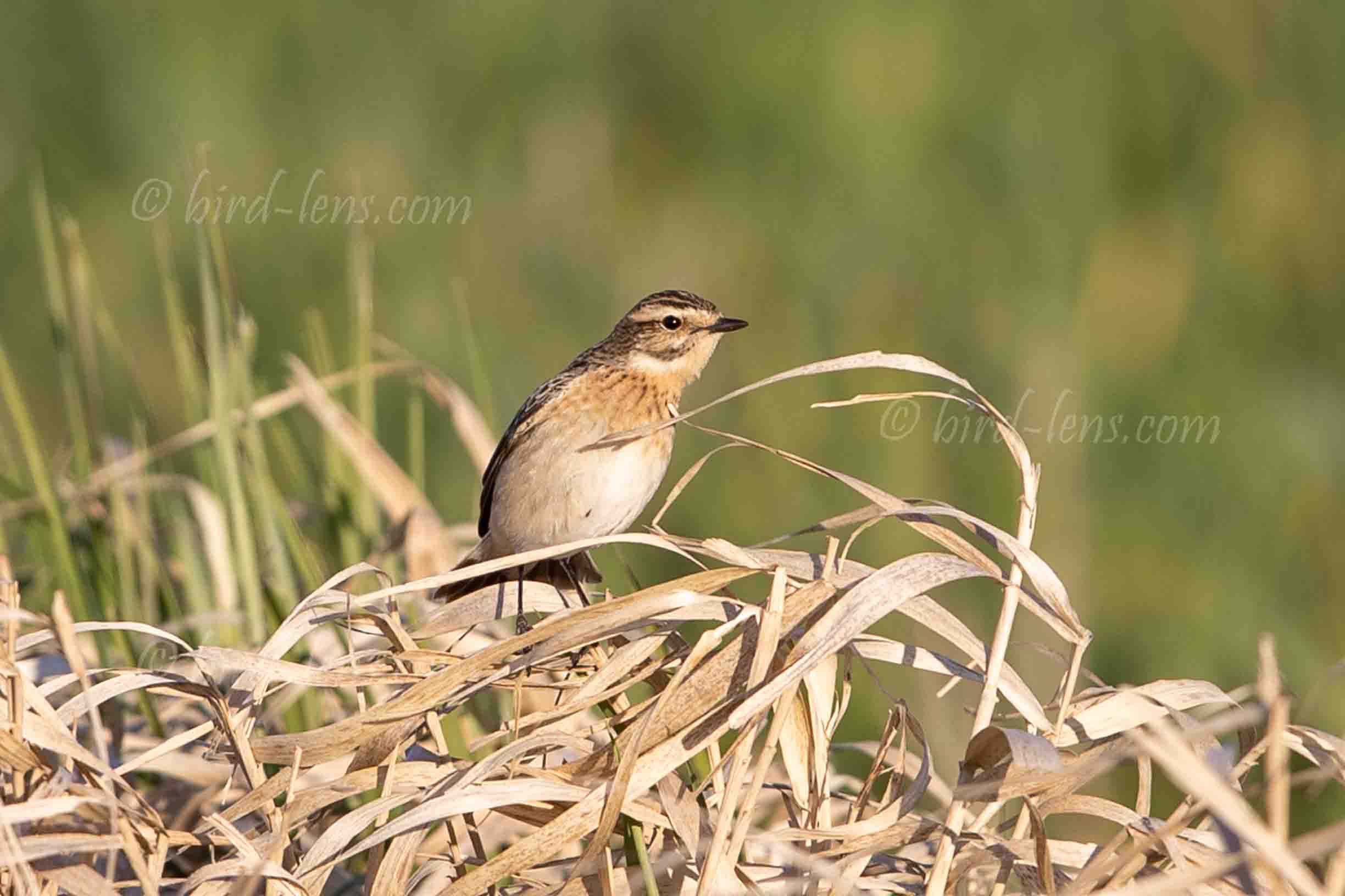 Braunkehlchen Braunkehlchen