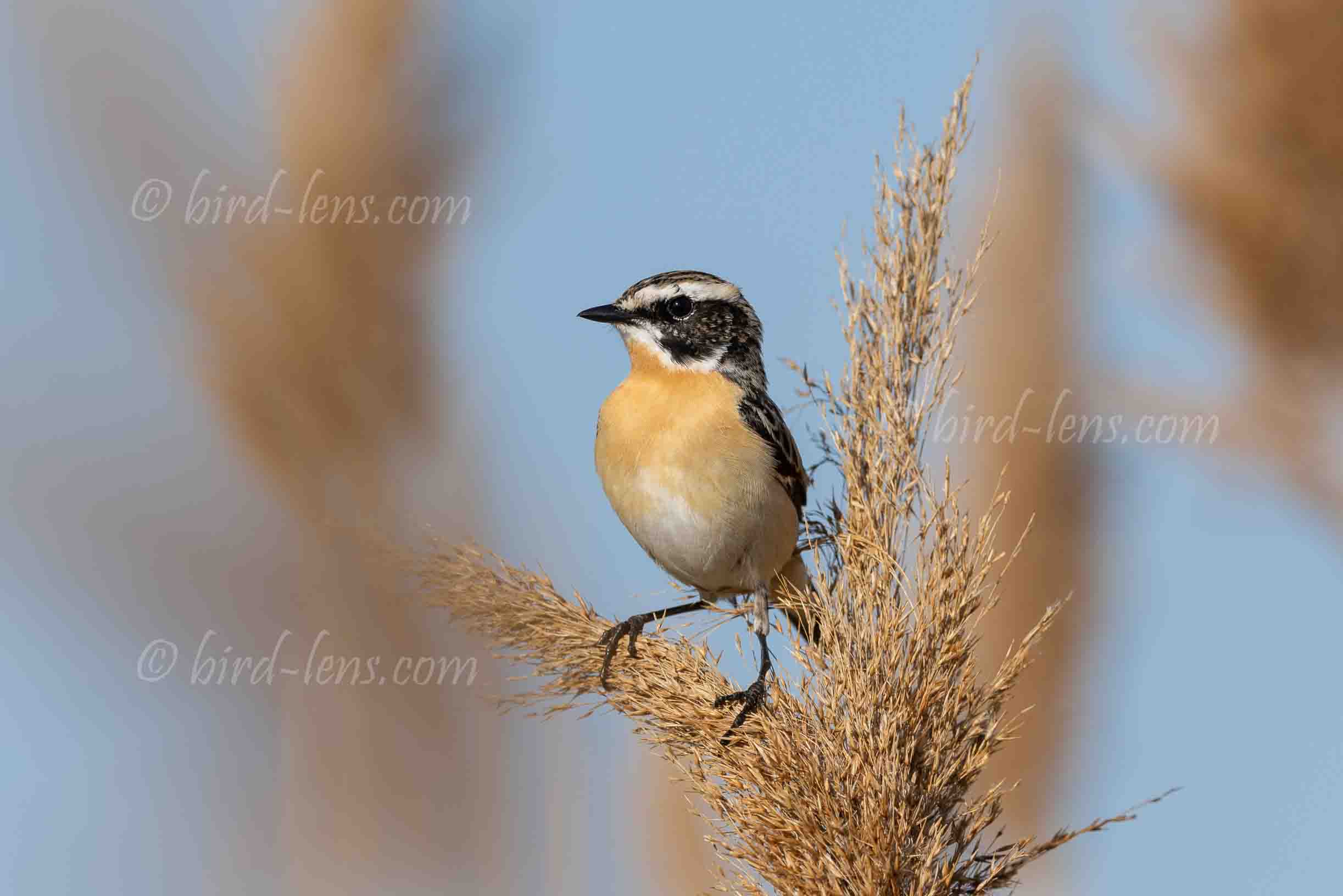 Braunkehlchen Braunkehlchen