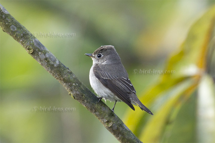 Braunschnäpper Braunschnäpper