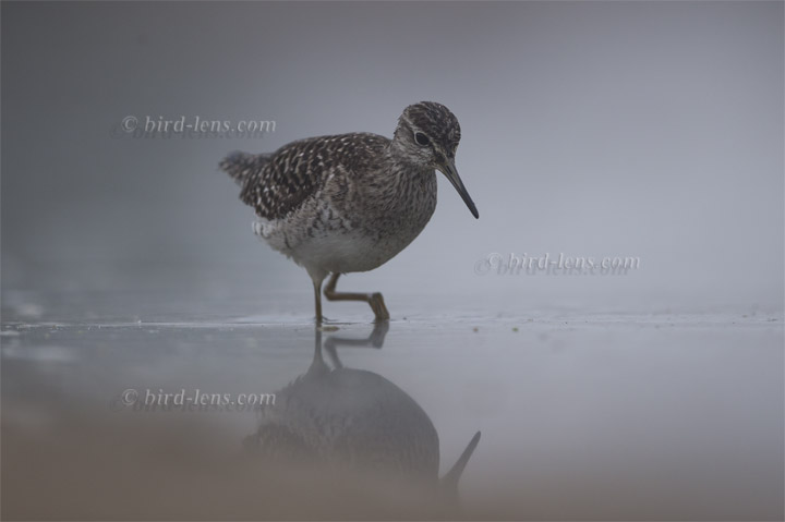 Bruchwasserläufer Bruchwasserläufer
