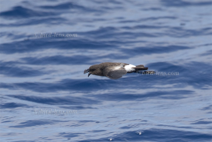 Buntfuß-Sturmschwalbe Buntfuß-Sturmschwalbe