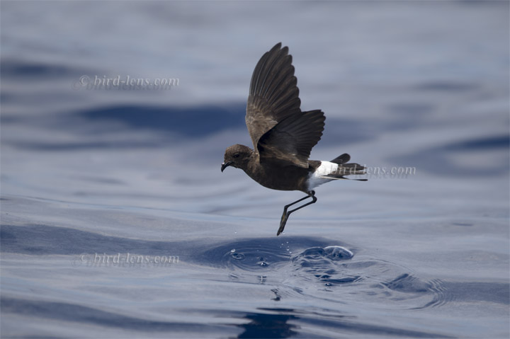 Buntfuß-Sturmschwalbe Buntfuß-Sturmschwalbe