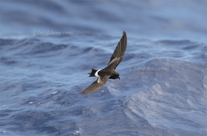 Buntfuß-Sturmschwalbe Buntfuß-Sturmschwalbe