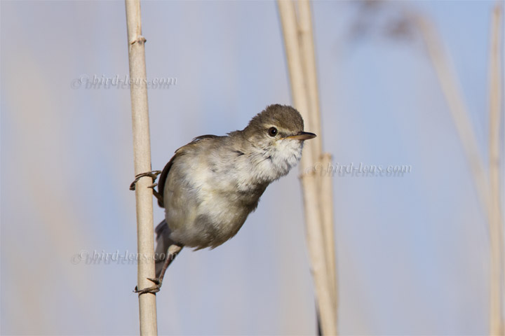 Blyth's Reed-Warbler