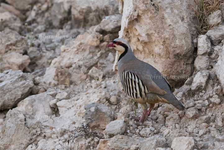 Chukar Chukar