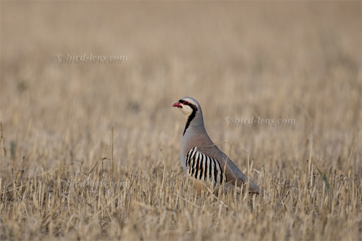 Chukar Chukar