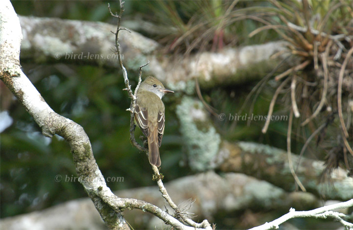 Erlentyrann Erlentyrann