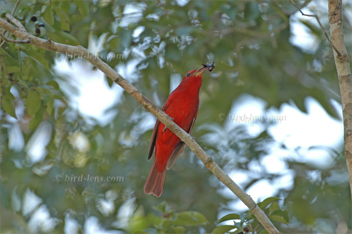 Sommertangare Sommertangare