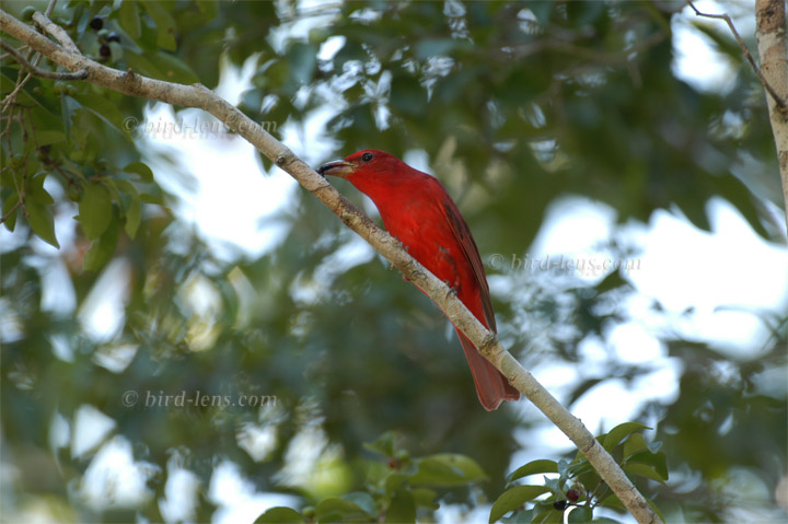Sommertangare Sommertangare