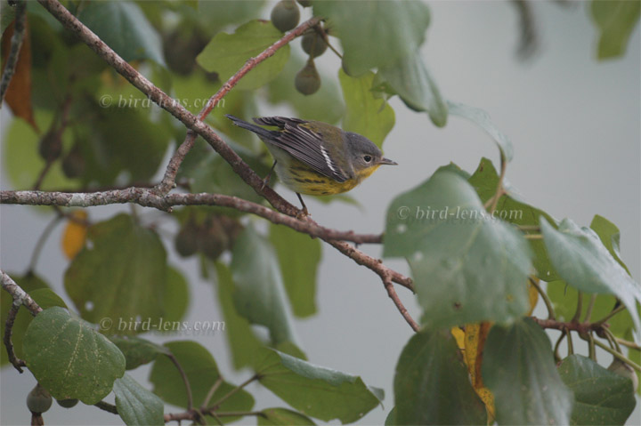 Magnolienwaldsänger Magnolienwaldsänger