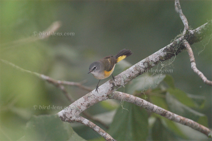 Schnäpperwaldsänger Schnäpperwaldsänger