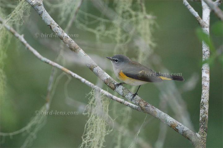 Schnäpperwaldsänger Schnäpperwaldsänger