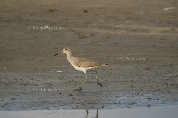 Schlammtreter Schlammtreter