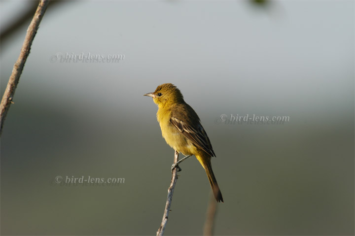 Baltimoretrupial Baltimoretrupial