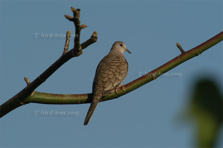 Inkatäubchen Inkatäubchen