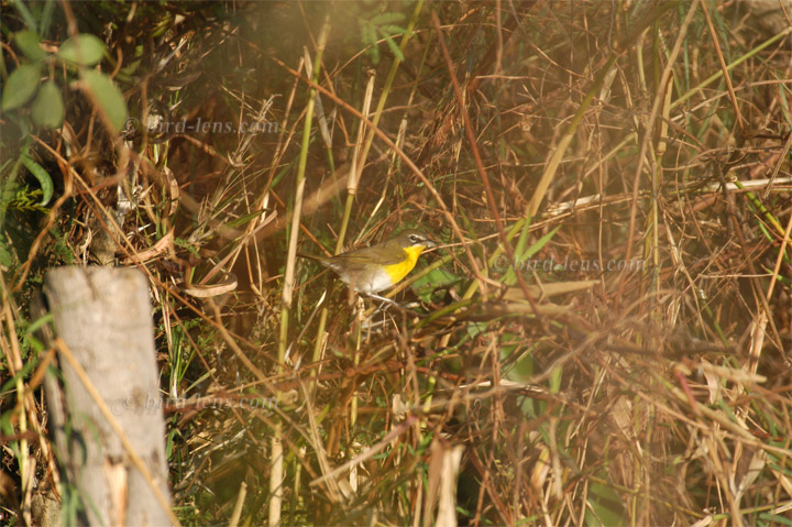 Gelbbrust-Waldsänger Gelbbrust-Waldsänger