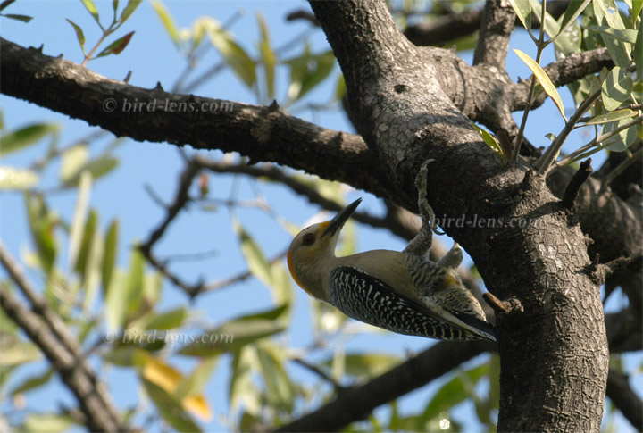 Goldstirnspecht Goldstirnspecht