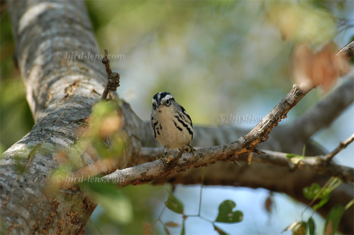 Kletterwaldsänger Kletterwaldsänger
