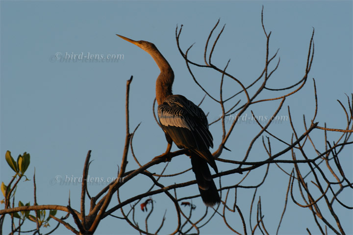 Amerik. Schlangenhalsvogel Amerik. Schlangenhalsvogel