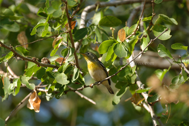Meisenwaldsänger Meisenwaldsänger